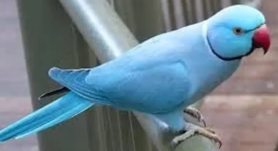 animale lost   21052 Busto Arsizio Rey