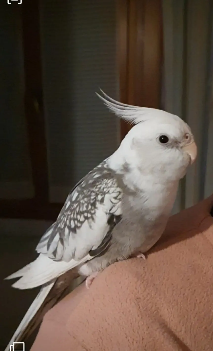 animale lost   30121-30176 Venise Calopsitte