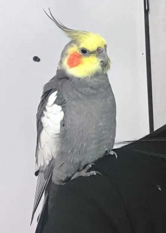 animale lost   37121-37142 Vérone Boss