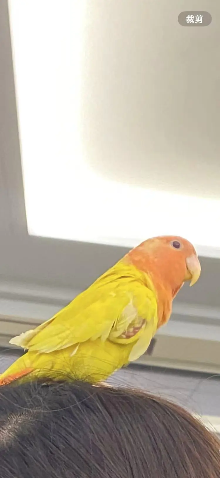 animale reunited    Cagliari Xiaoji