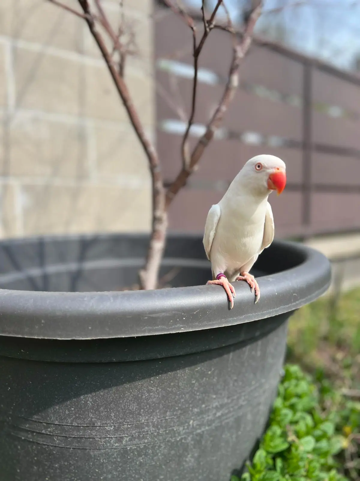 animale reunited   26100 Crémone Coco