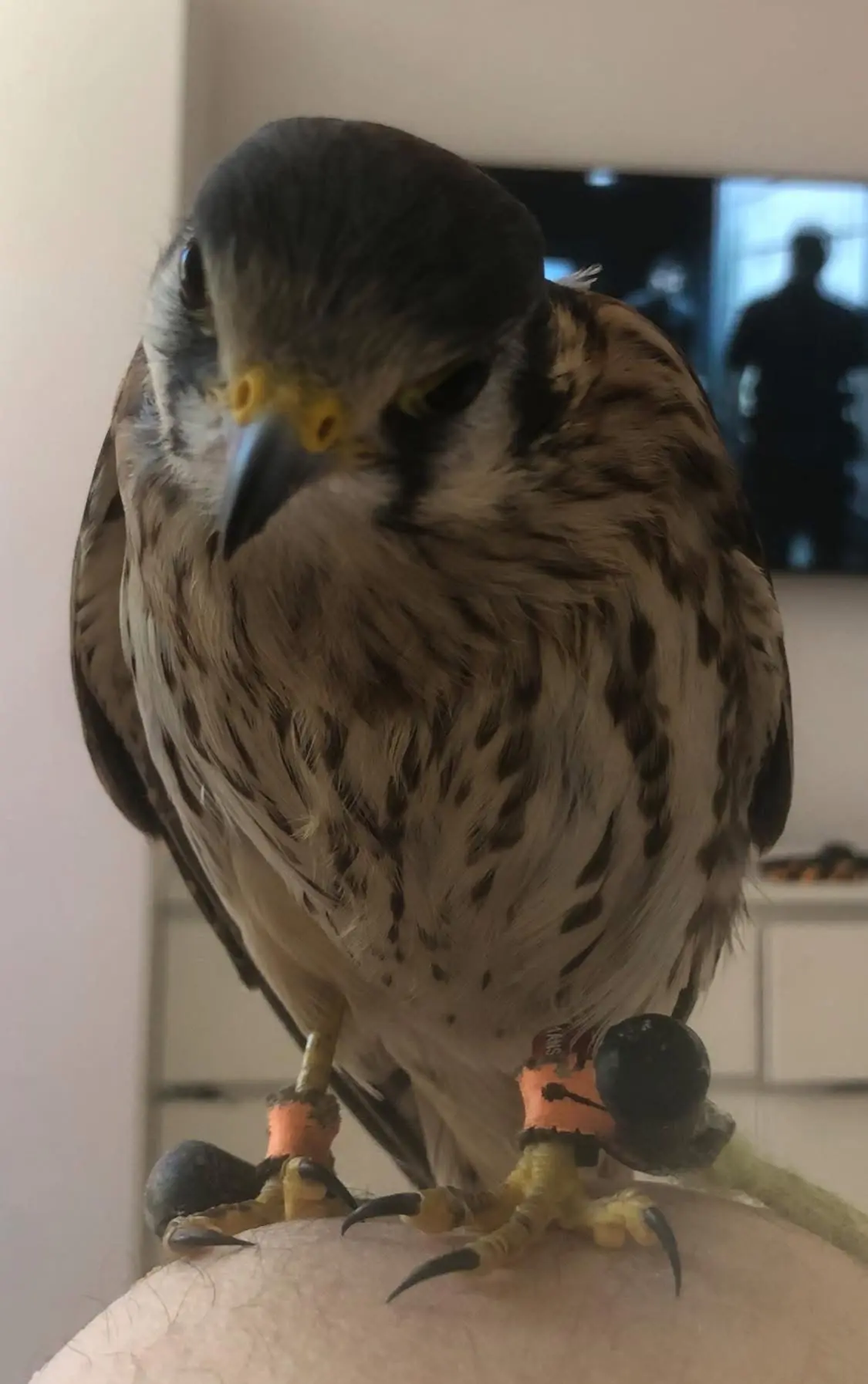 animale reunited  Via Marche 63811 Sant'Elpidio a Mare Penny