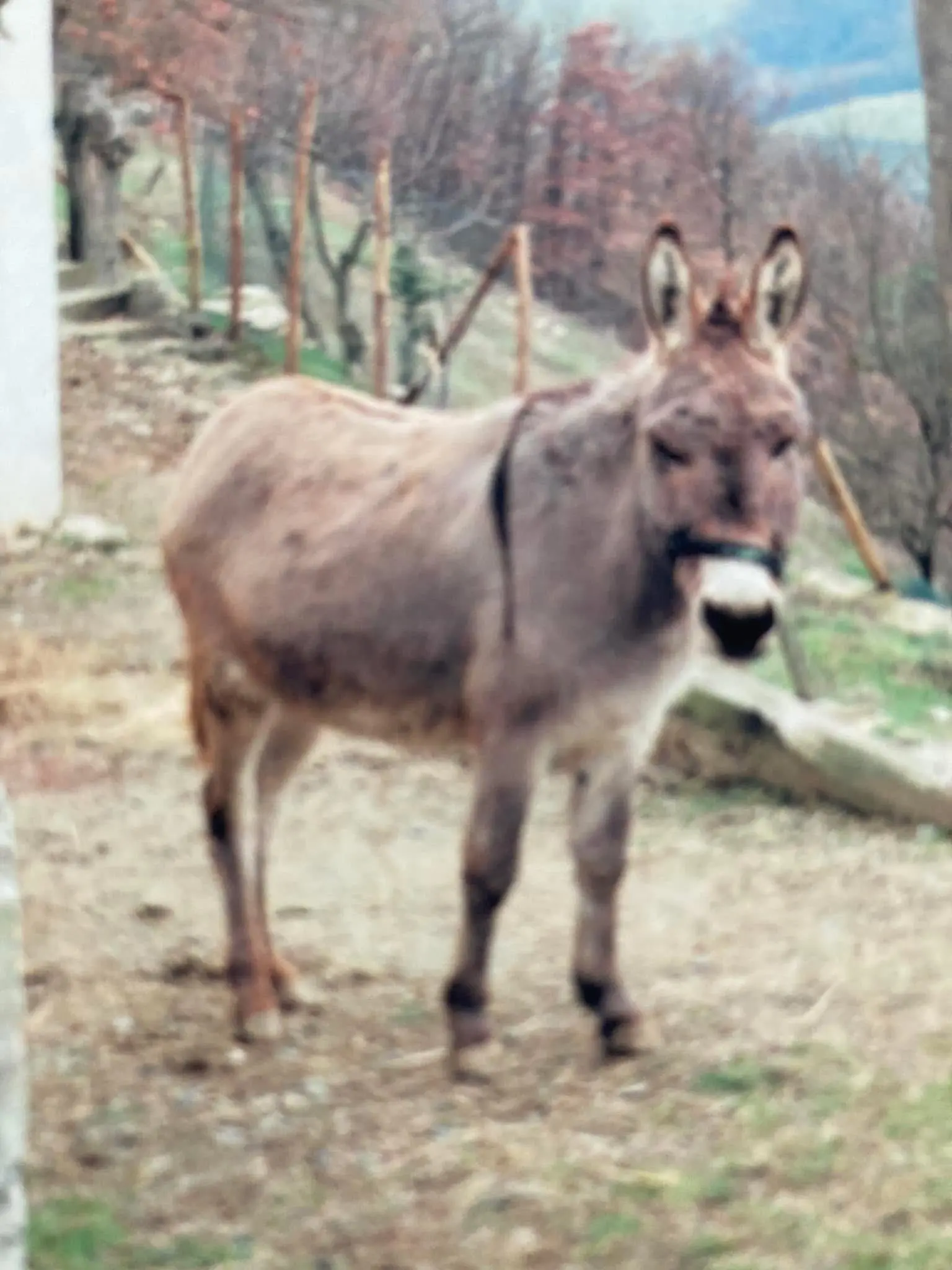 animale reunited    Gênes Gilda