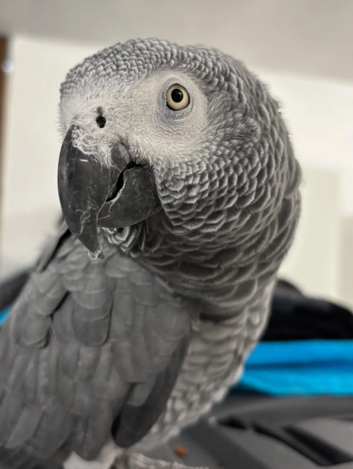 animale reunited   14016 Tigliole Boo