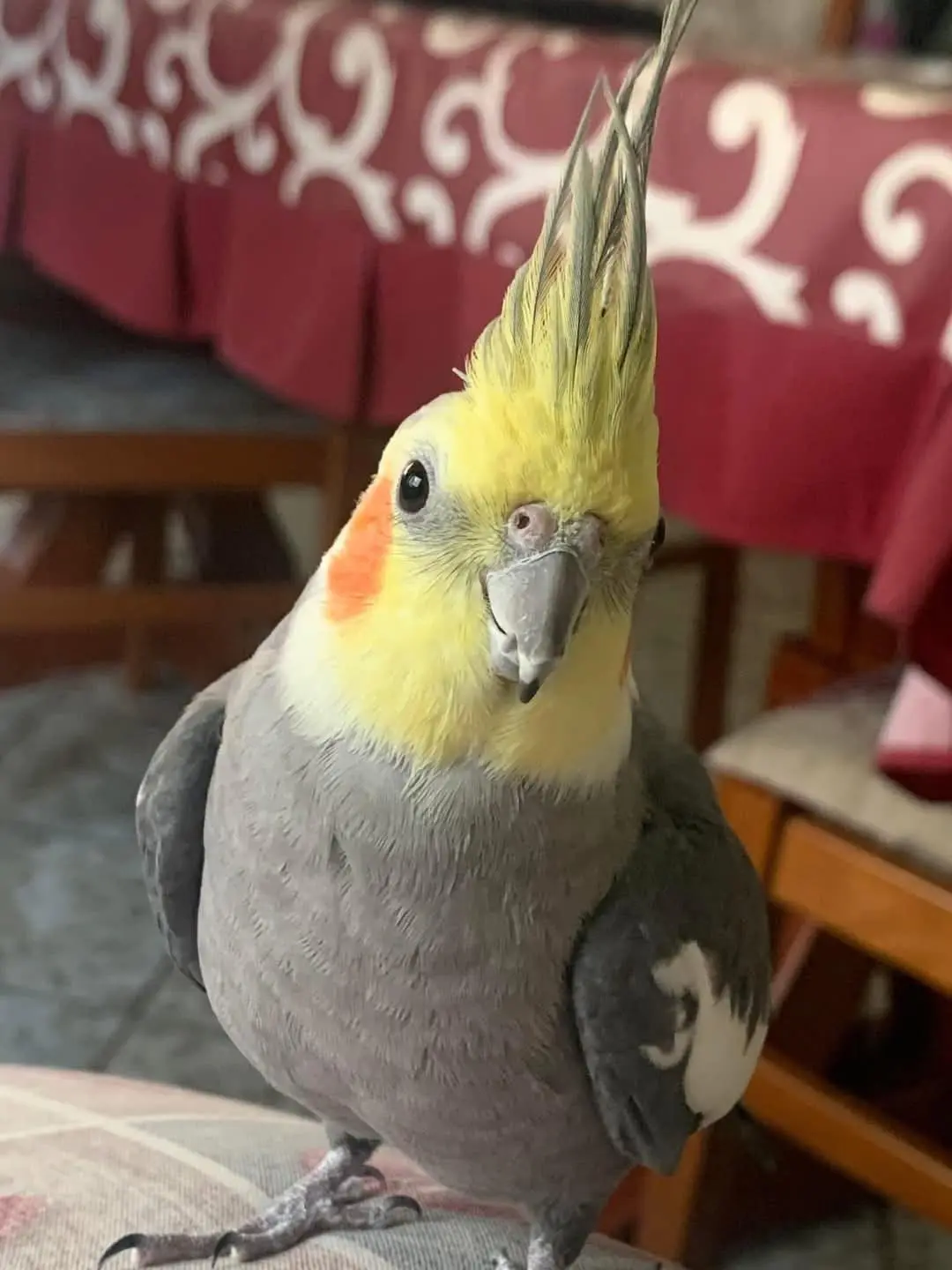 animale reunited   09044 Quartùcciu/Quartucciu Pippo/peppino