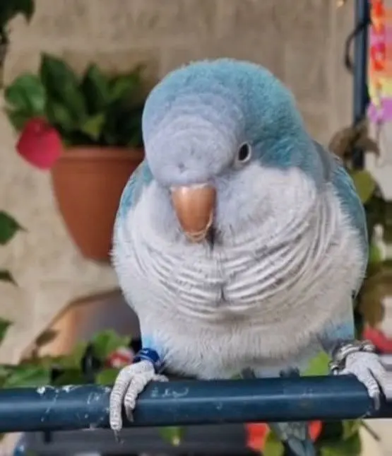 animale reunited   09170 Oristano Mirtillo