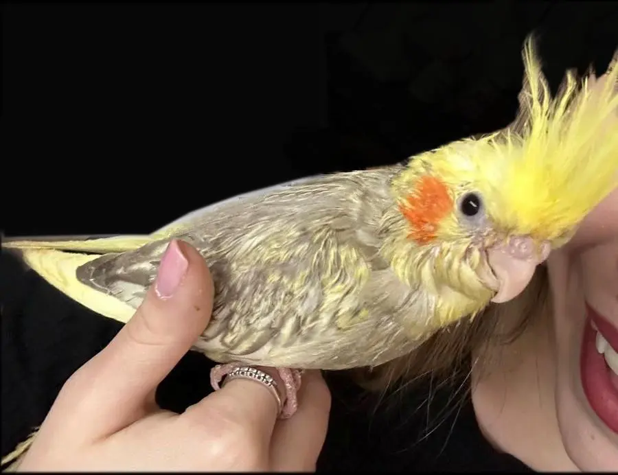 animale reunited    Pérouse Ori