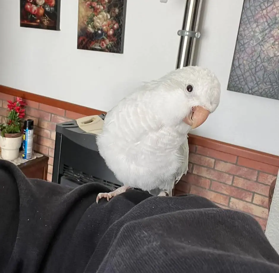 animale reunited   09015 Domunoas/Domusnovas Zeno