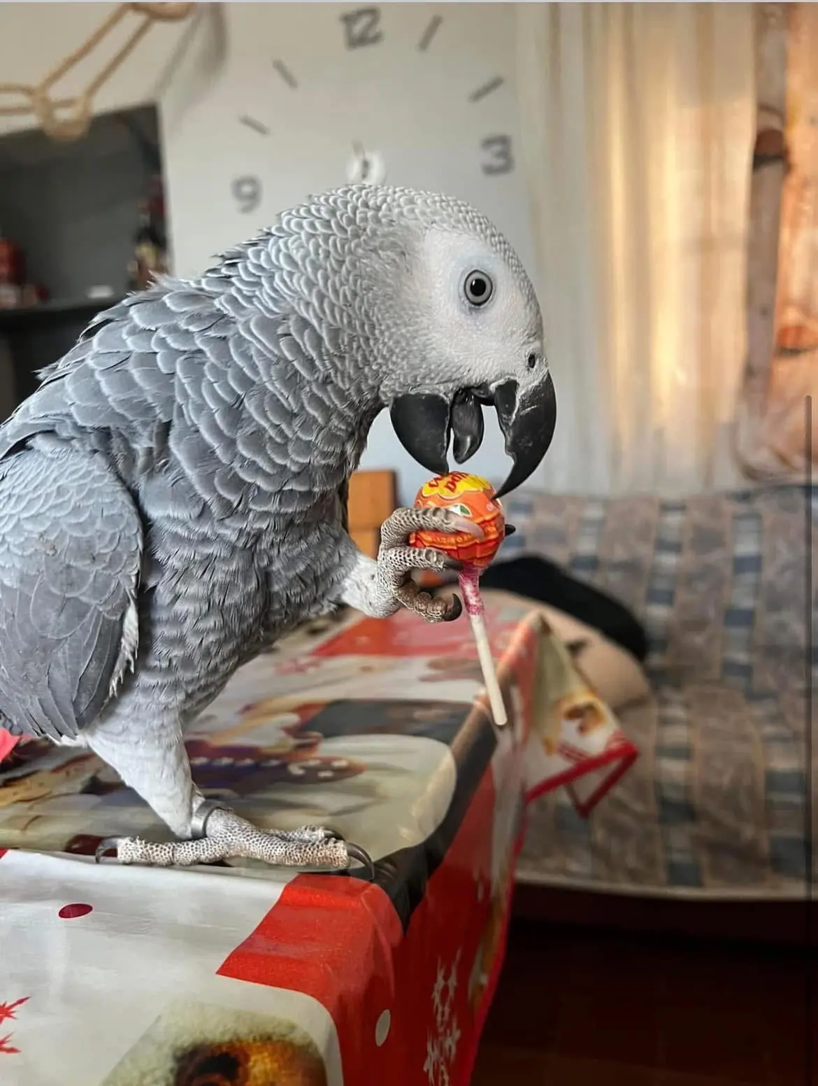 animale reunited   10011 Agliè Totò