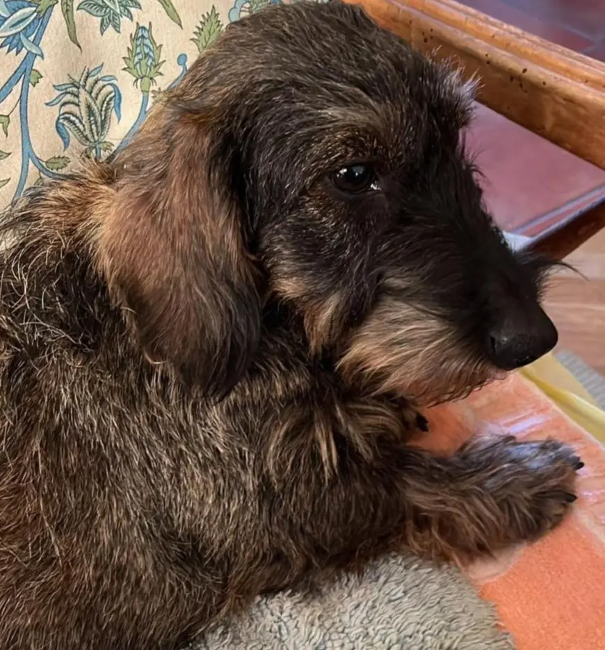 cagna lost   11013 Courmayeur Amy