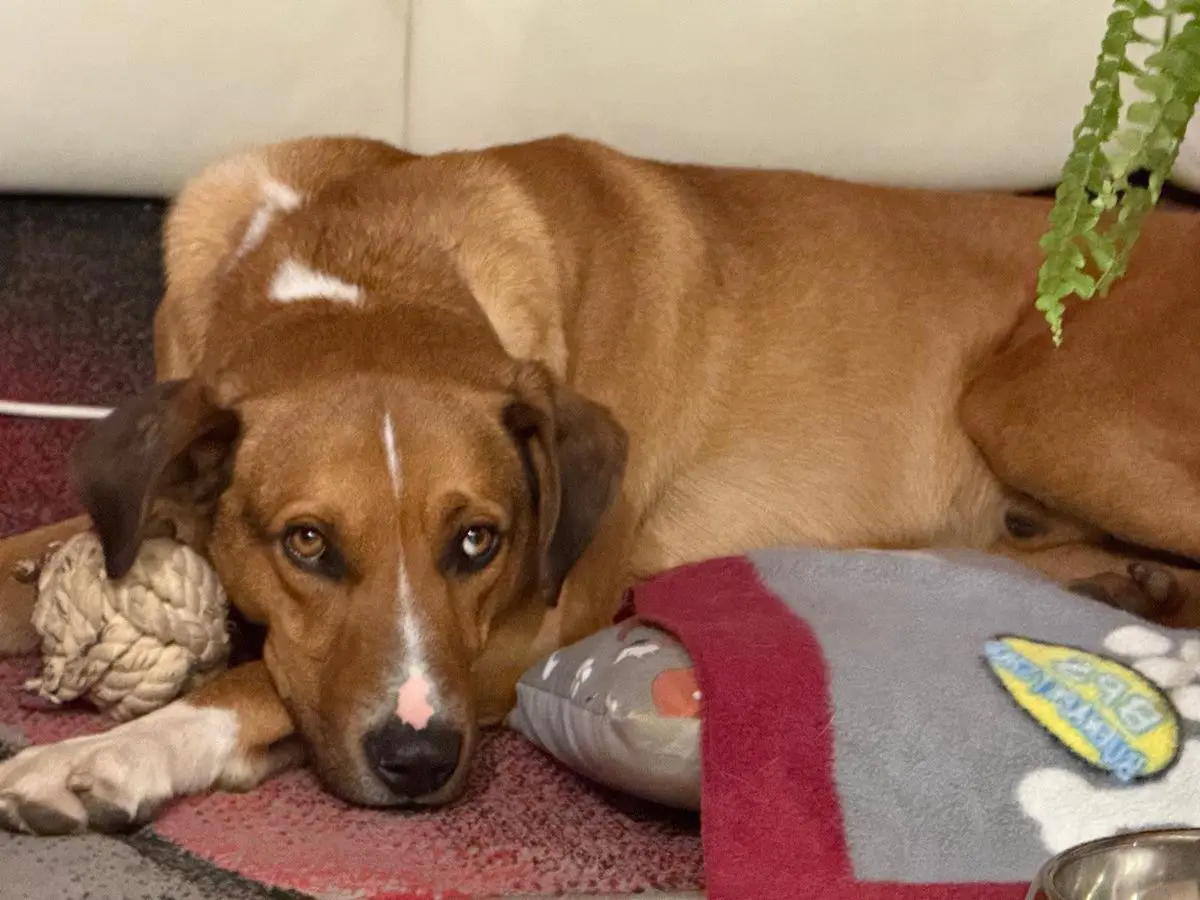 cagna lost    Valtournenche Macchia