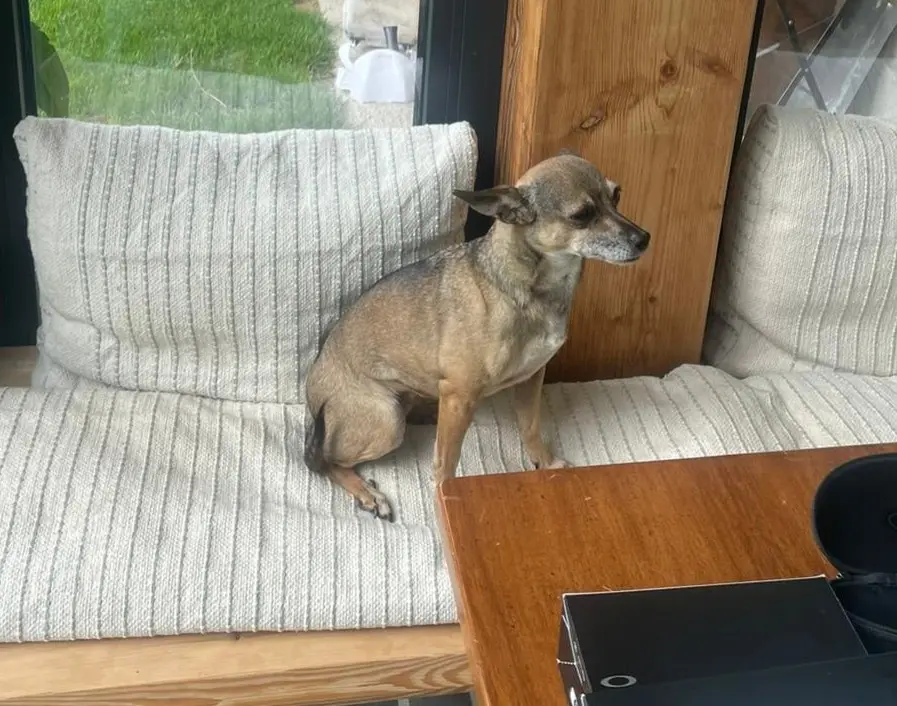 cagna lost   11018 Villeneuve Maggie