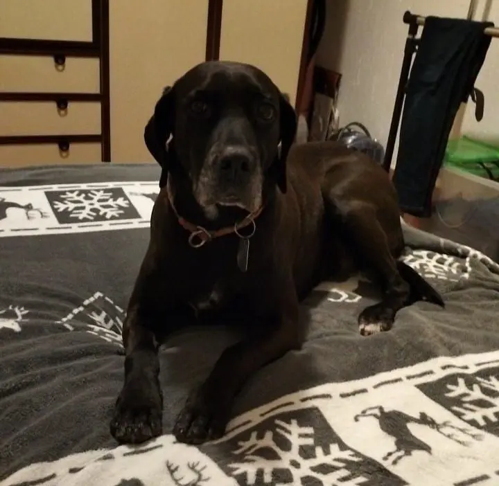 cagna lost   11029 Verrès Marta