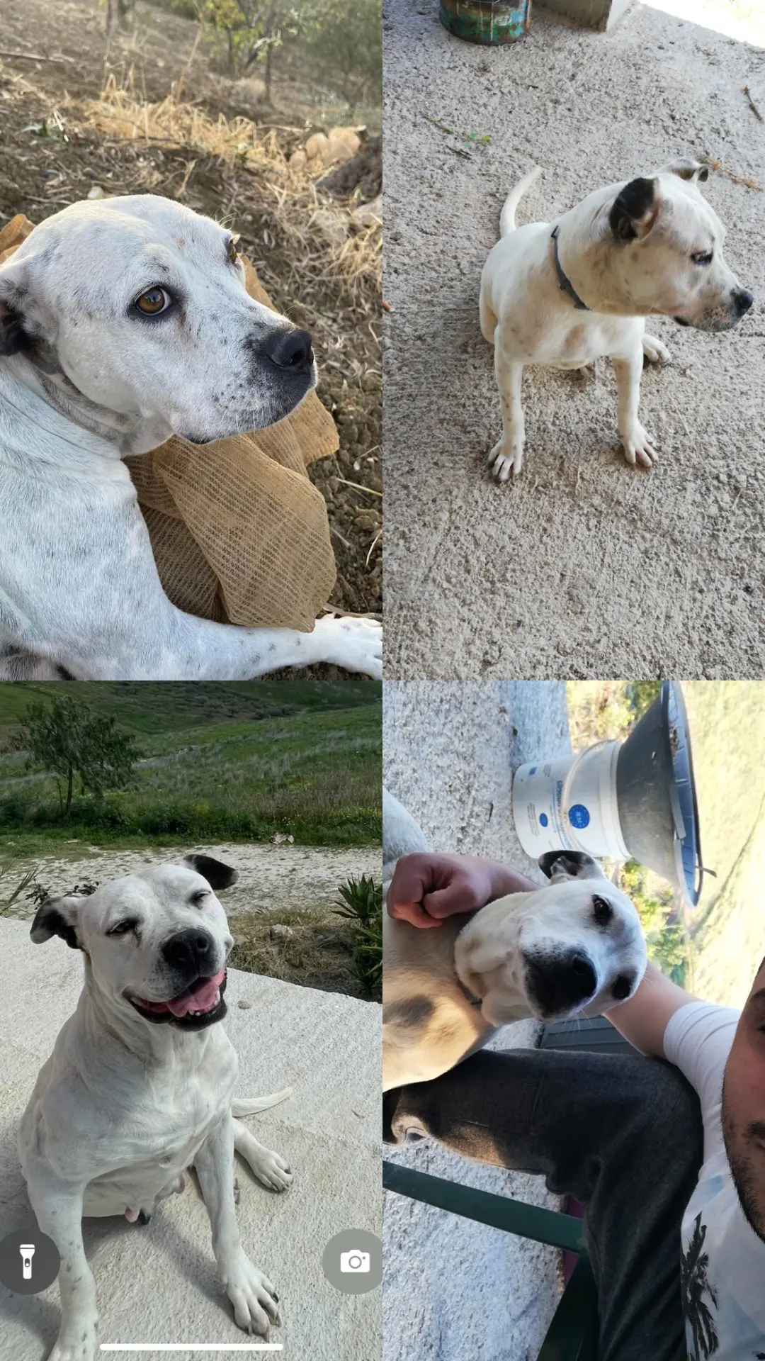 cagna lost   92026 Favara Marsha