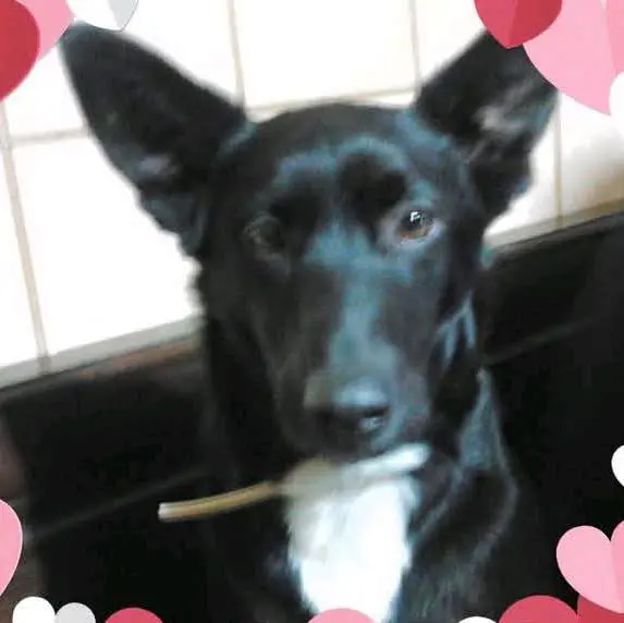 cagna lost    Frugarolo Luna