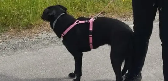 cagna lost    Silvano d'Orba Speedy