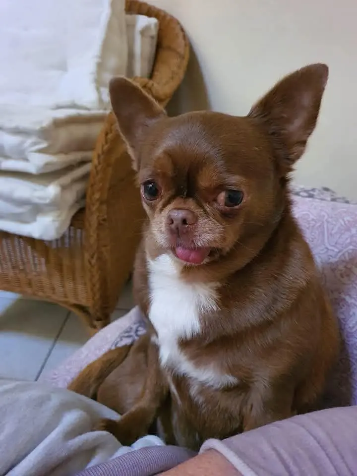 cagna lost  Viale Giovanni Marinelli 60040 Genga Gilda