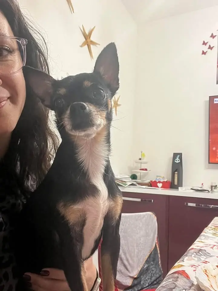 cagna lost  Via Flaminia 60015 Falconara Marittima Kyra