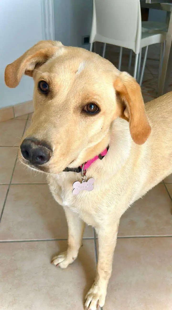 cagna lost    Grottolella Chloe