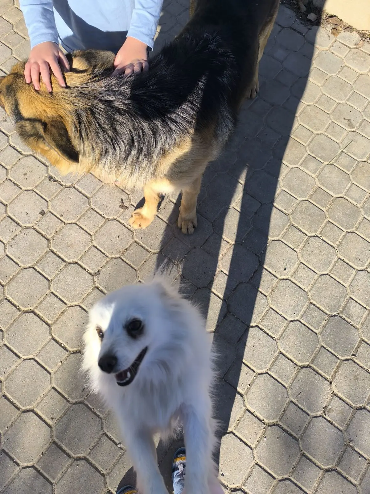 cagna lost   70022 Altamura Giovanna