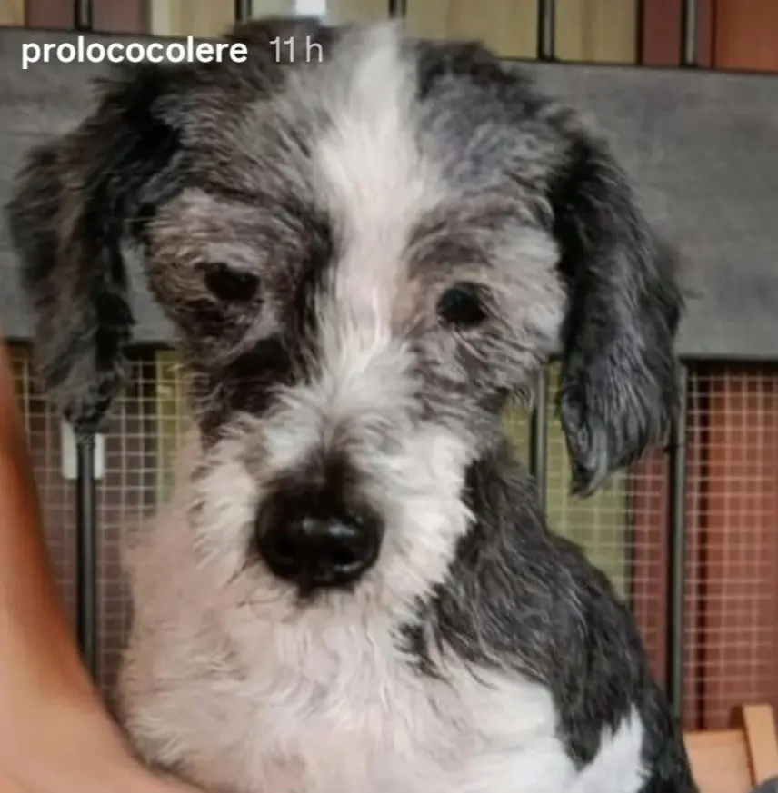 cagna lost   24020 Ardesio Gomma