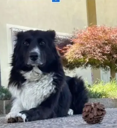 cagna lost    Torre Pallavicina Frida