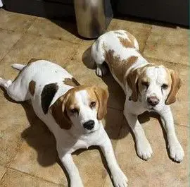 cagna lost   25020 Poncarale Eli e freddy