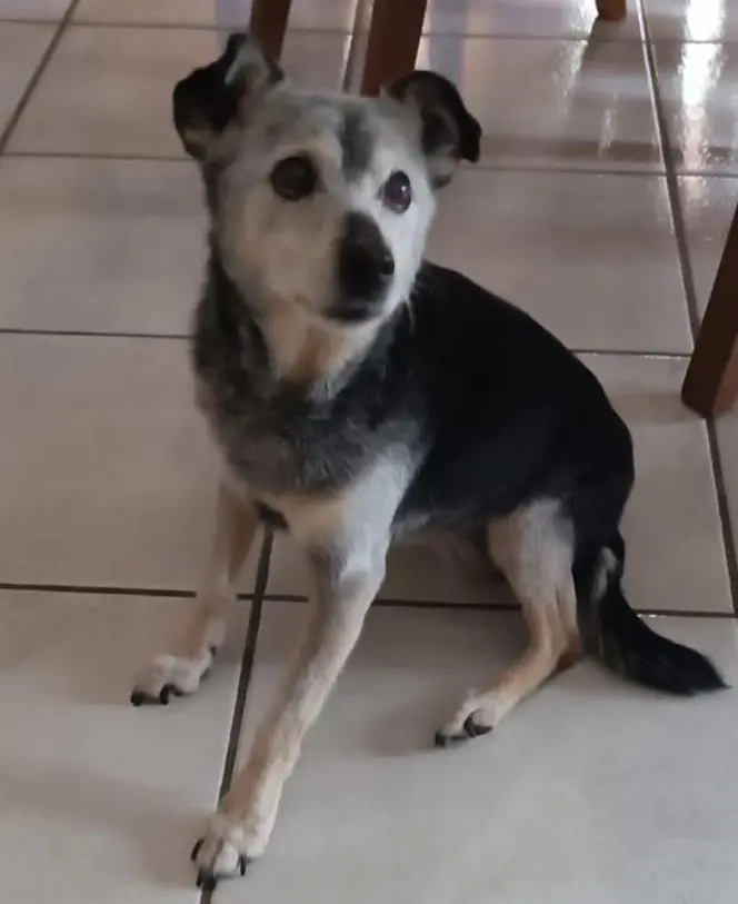 cagna lost   25072 Bagolino Mila