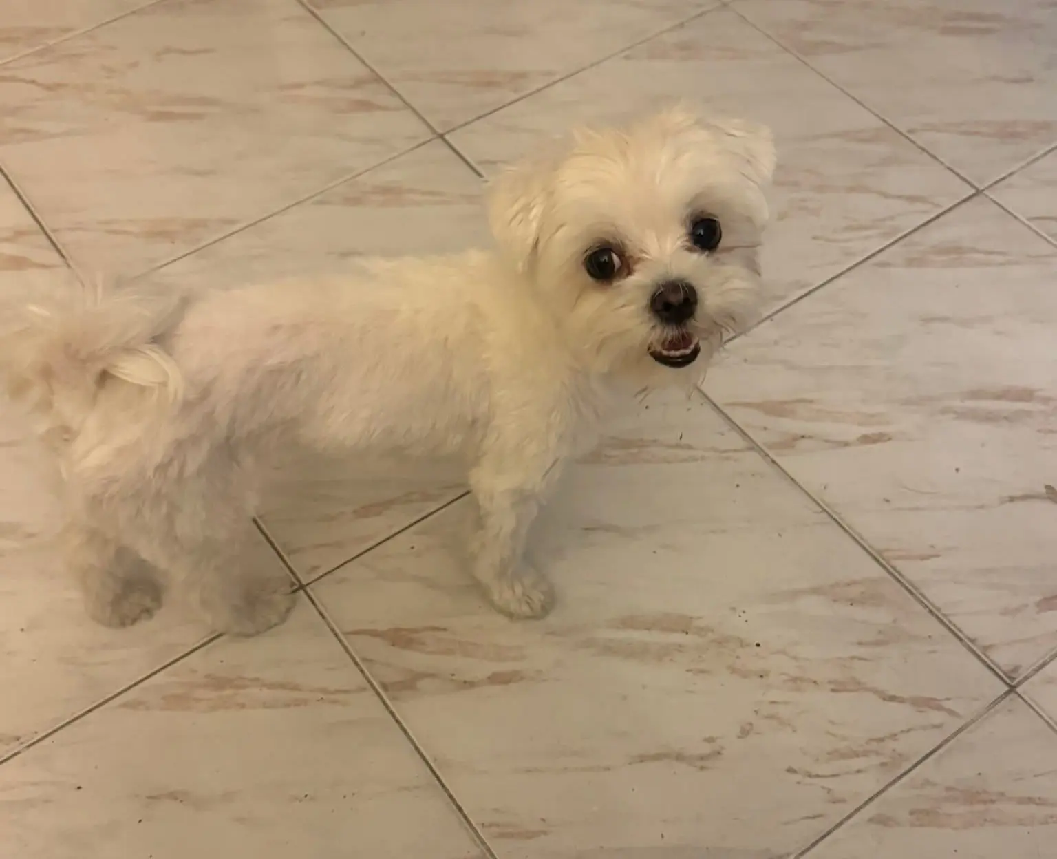 cagna lost  Via Stazione 09030 Su Masu/Elmas Bianca