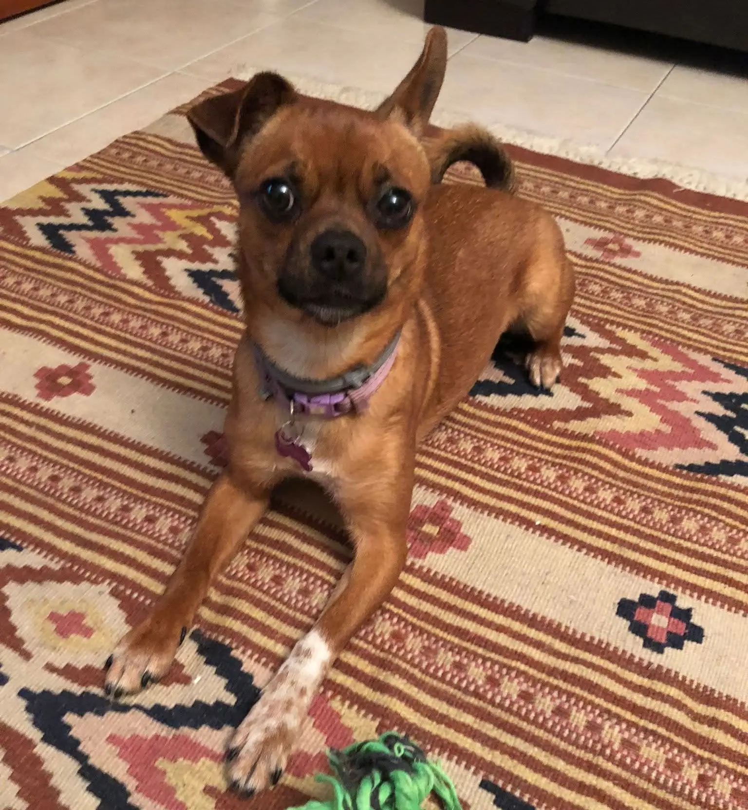 cagna lost   09032 Assèmini/Assemini Pimpa