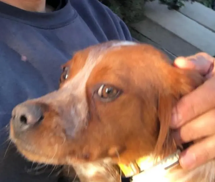 cagna lost   09028 Sestu Zoe