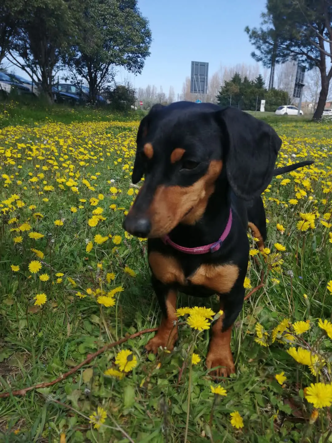 cagna lost   66100 Chieti Olivia