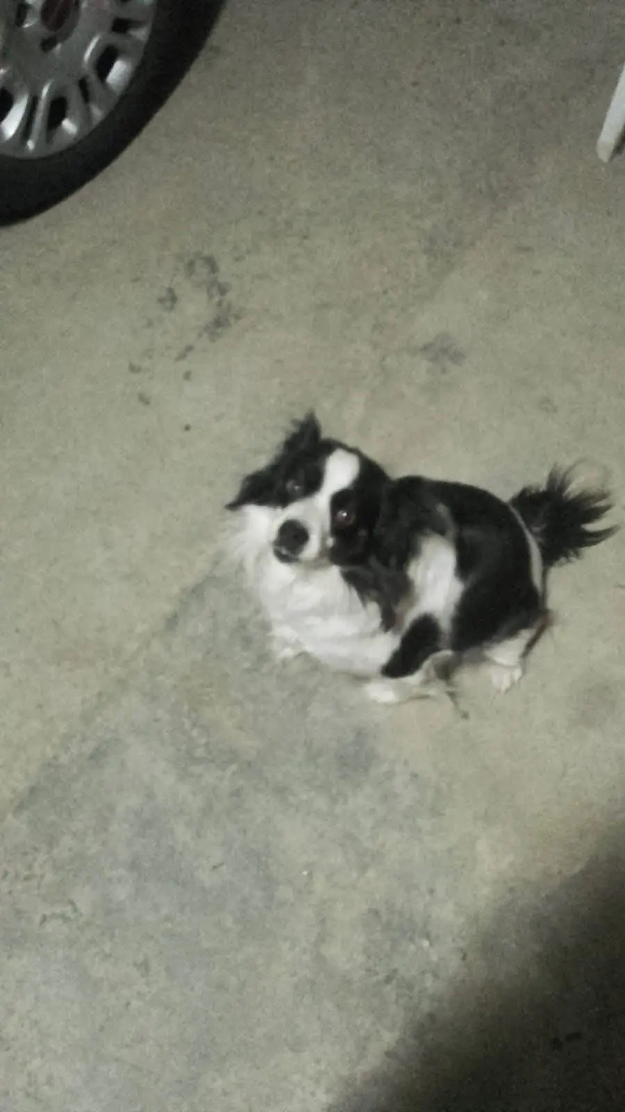 cagna lost   12045 Fossano Angelina