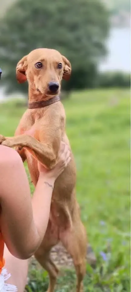 cagna lost    Treiso Aria