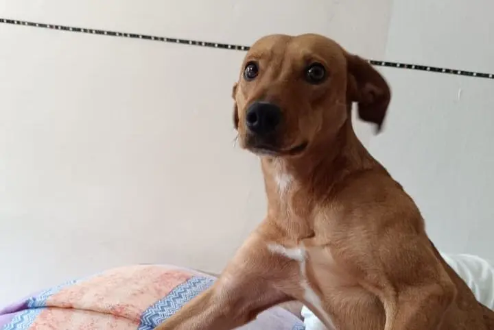 cagna lost   12100 Coni Arya