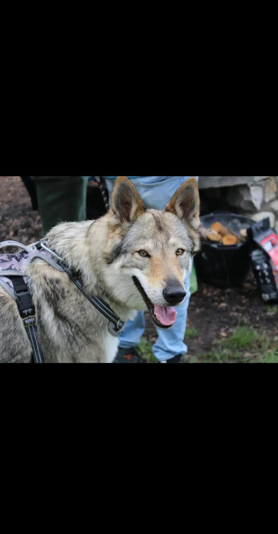 cagna lost    Viola Sasha