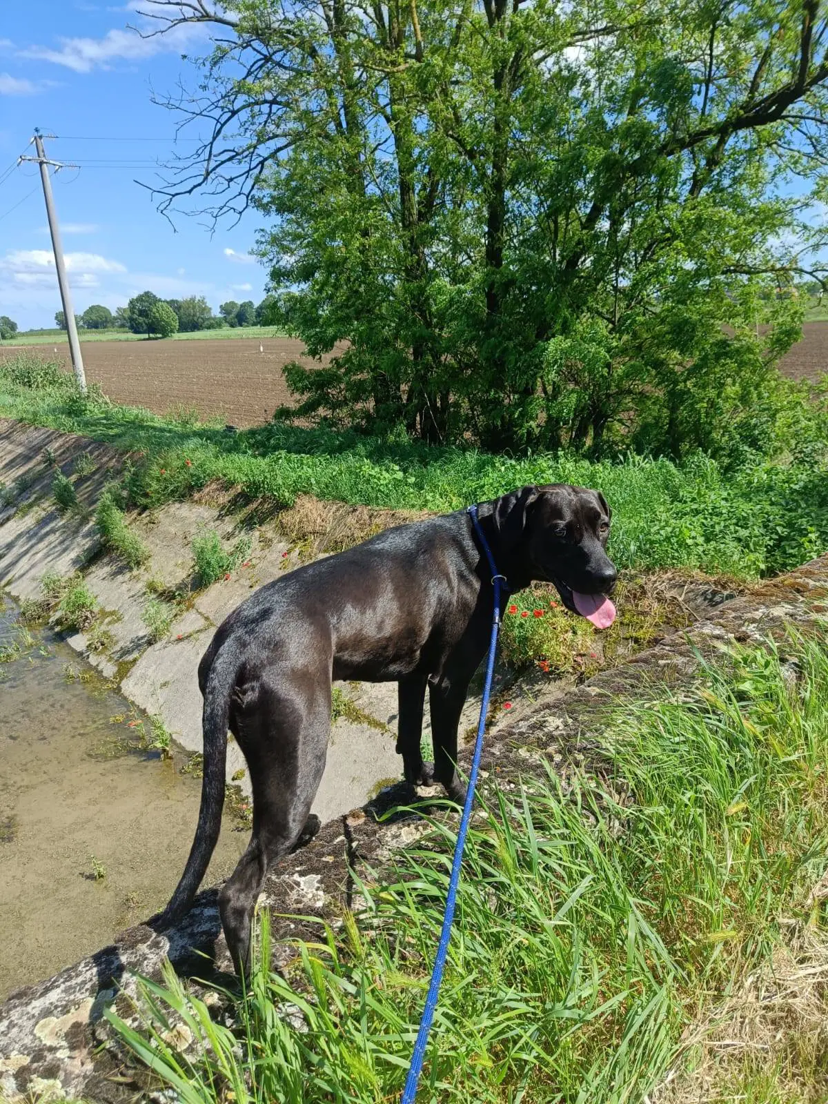 cagna lost   26040 Cella Dati Kyra