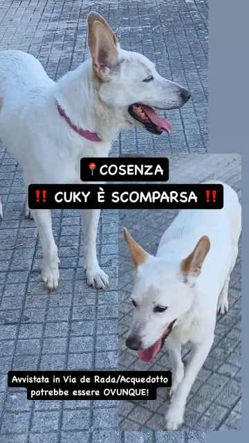 cagna lost   87100 Cosenza Cuky