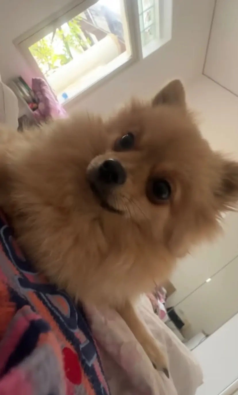 cagna lost   95014 Giarre Ariel