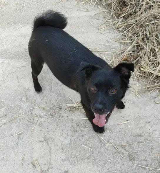 cagna lost   95048 Scordia Gloria