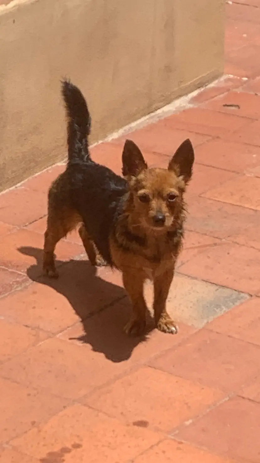 cagna lost   95045 Misterbianco Nerina