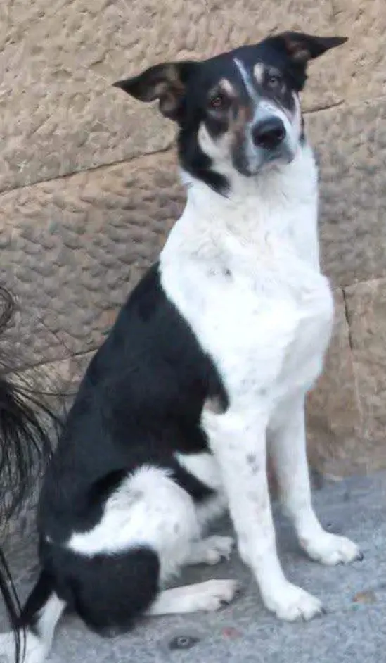 cagna lost    Florence Priscilla