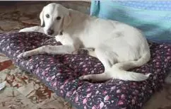 cagna lost    Cerreto Guidi Nala