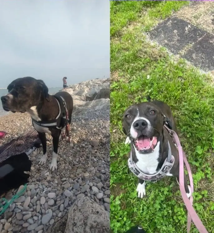 cagna lost  Autostrada Adriatica 63824 Marina Palmense Baghera