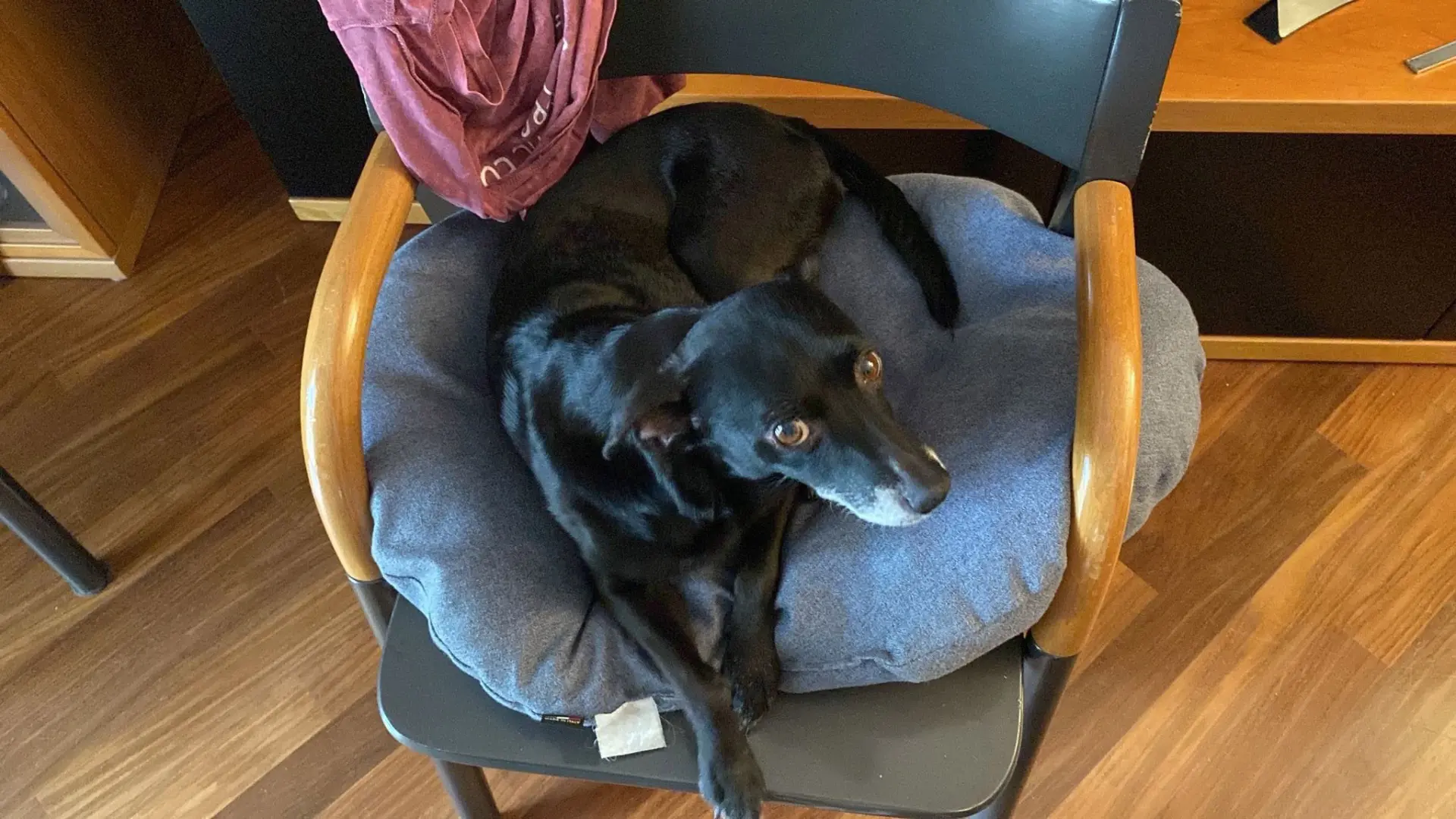 cagna lost   63900 Fermo Jenny