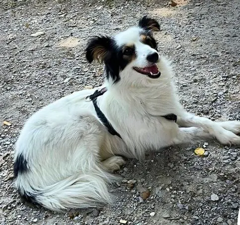 cagna lost   63900 Fermo Leila