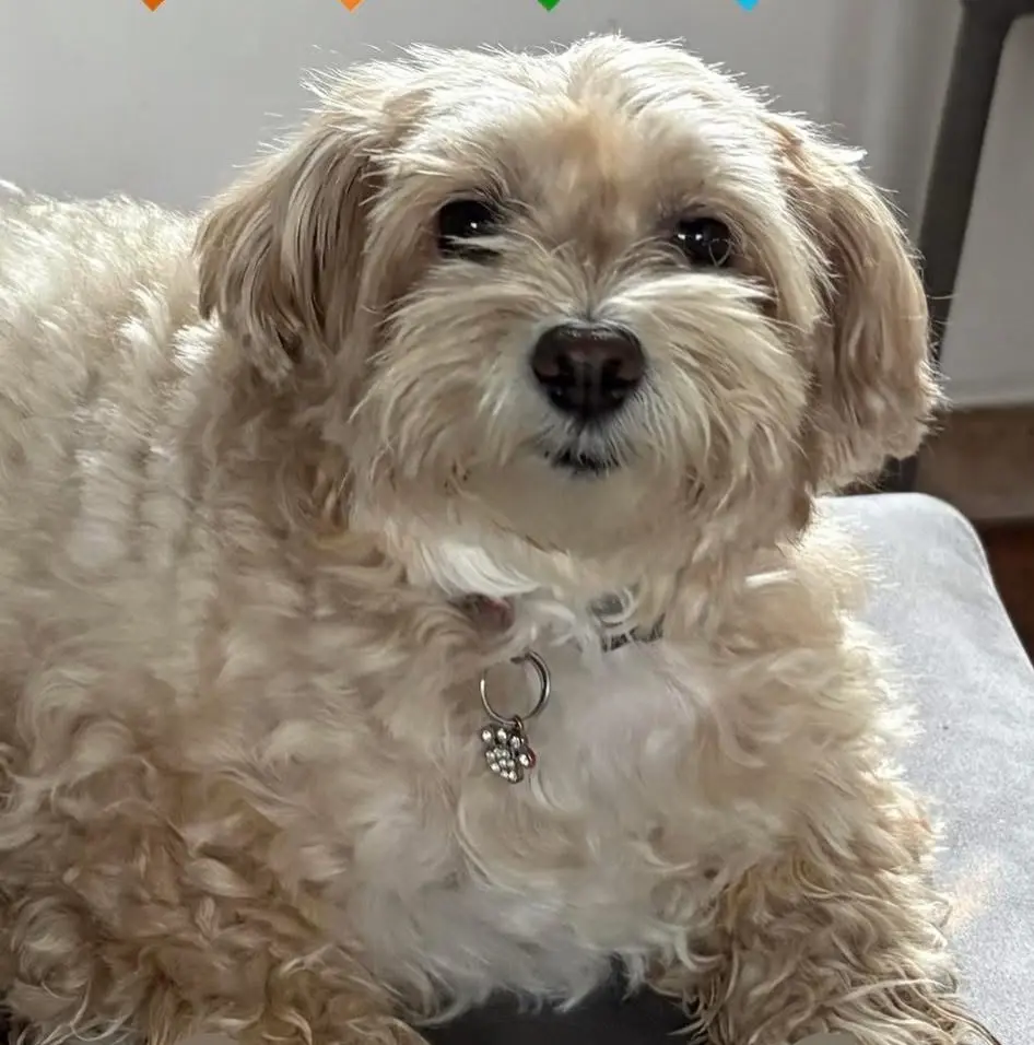 cagna lost  Strada Provinciale 52 Montegiorgio 63833 Montegiorgio Mia