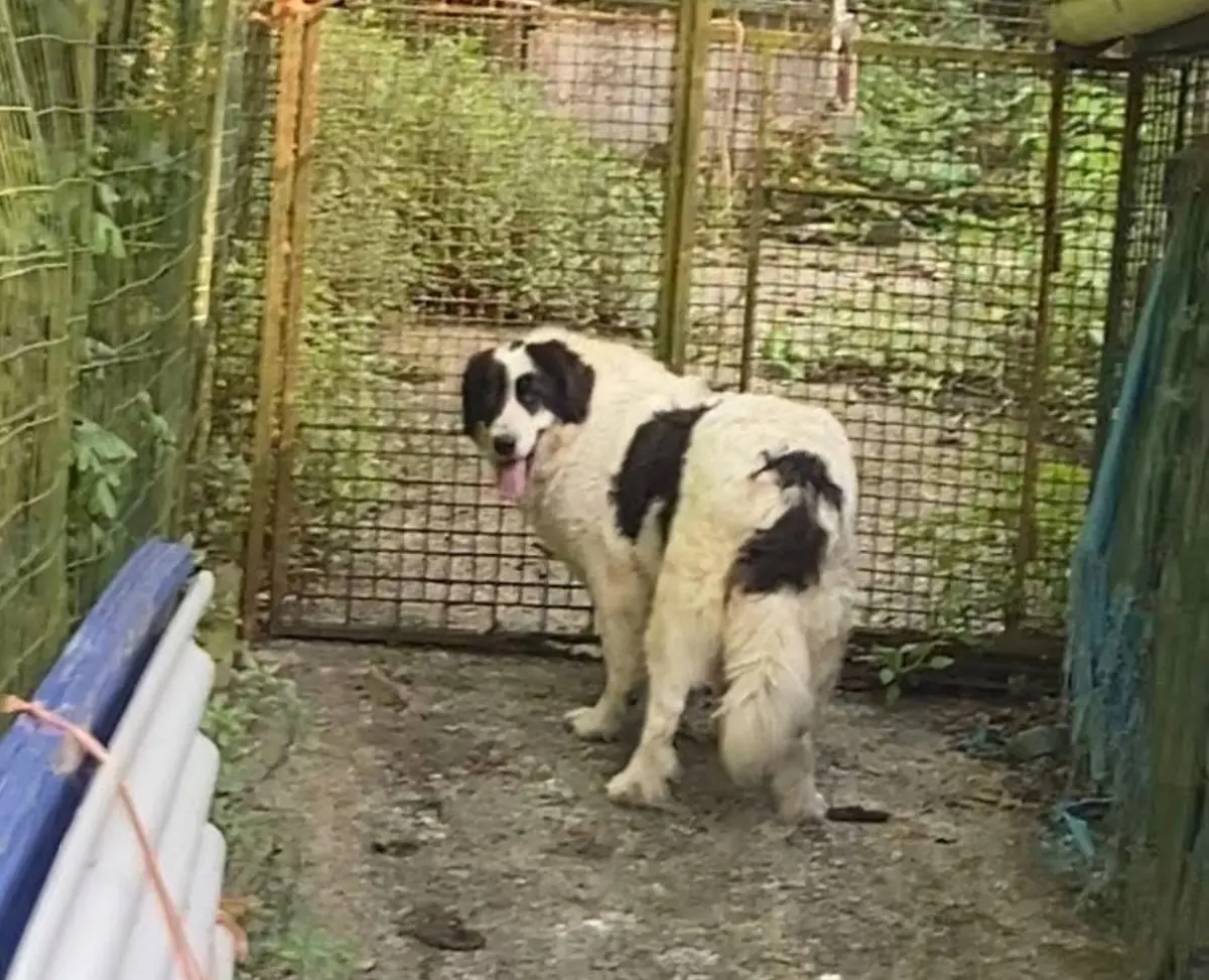 cagna lost    Gênes Sharon