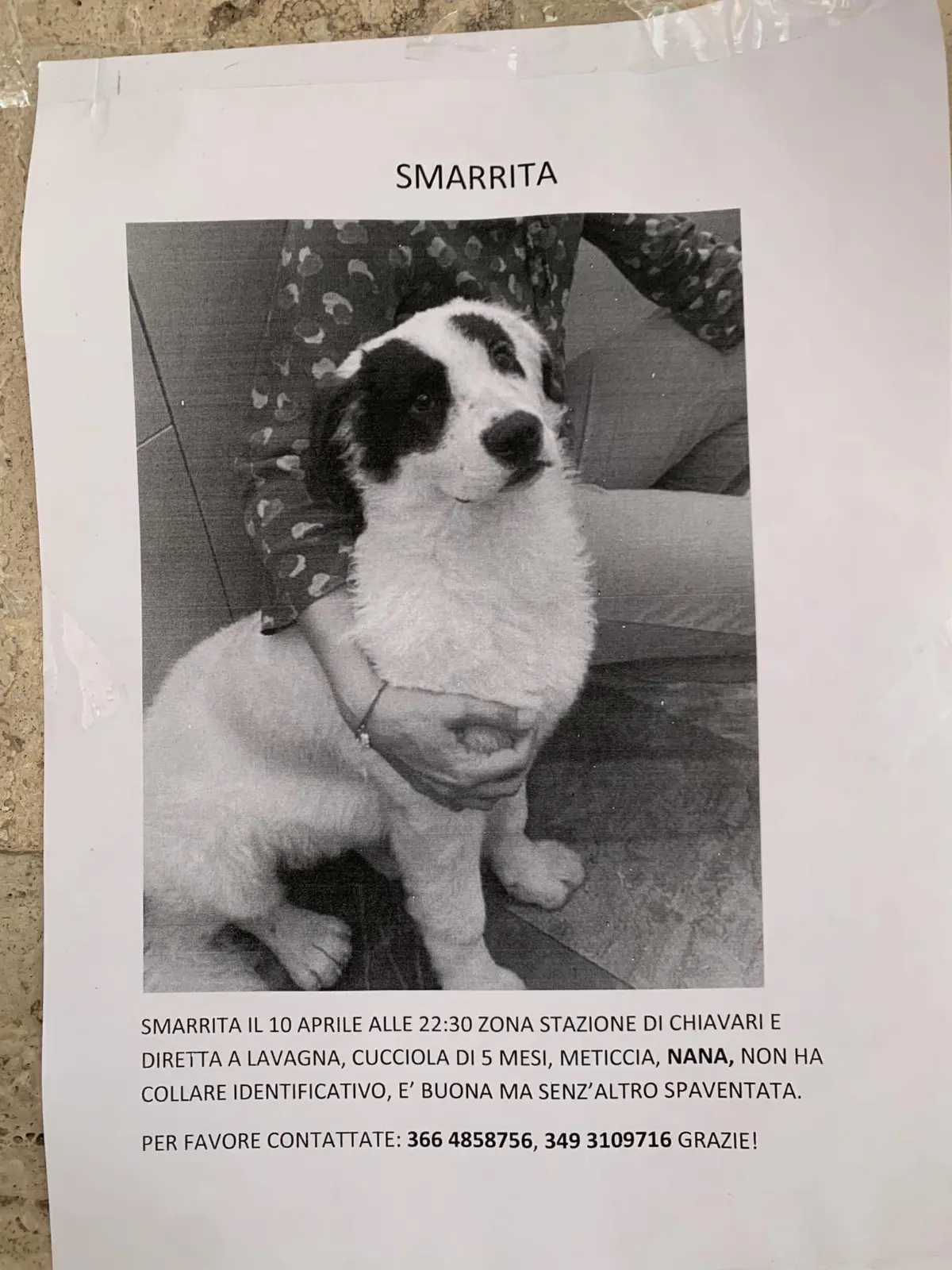 cagna lost   16043 Chiavari Nana