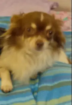 cagna lost   34170 Gorizia Malia